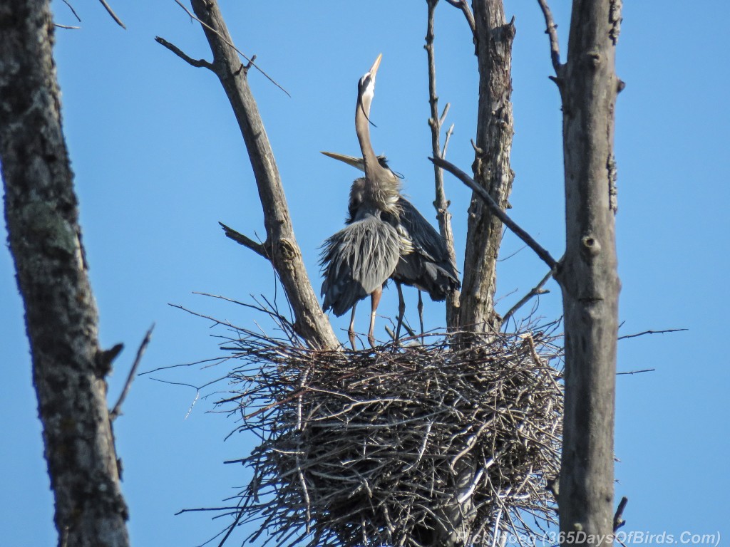 Y2-M05-19-Great-Blue-Heron-Prime-Couple-3