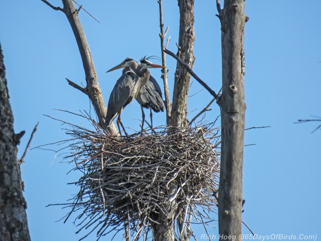 Y2-M05-19-Great-Blue-Heron-Prime-Couple-7