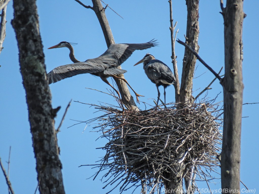 Y2-M05-19-Great-Blue-Heron-Prime-Couple-9