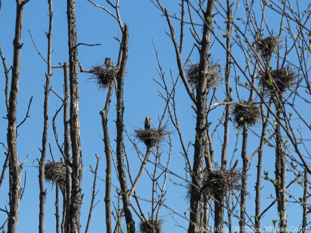 Y2-M05-19-Great-Blue-Heron-Rookery-1