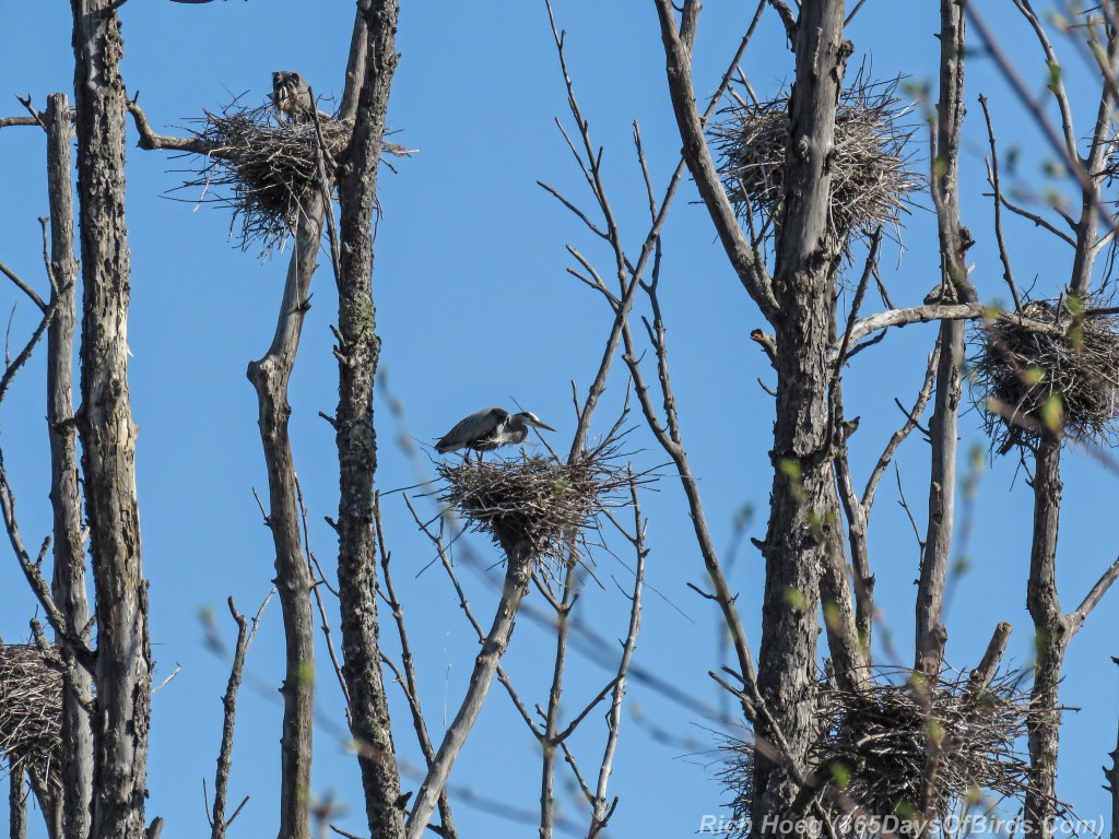 Y2-M05-19-Great-Blue-Heron-Rookery-2