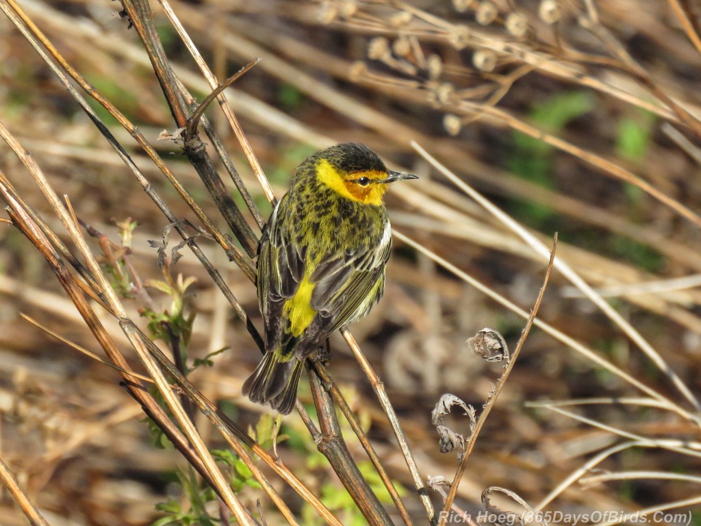 Y2-M05-20-Cape-May-Warbler