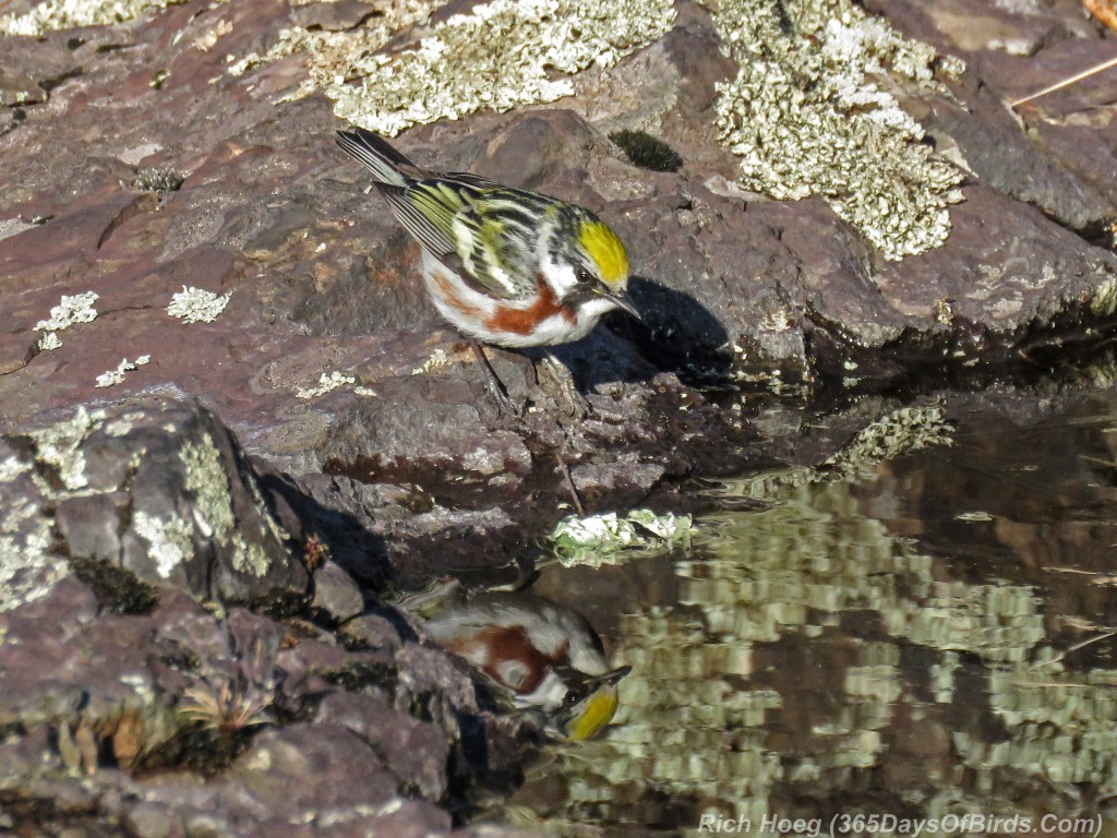 Y2-M05-20-Chestnut-Sided-Warbler-Puddle-Hunting-0-Reflection