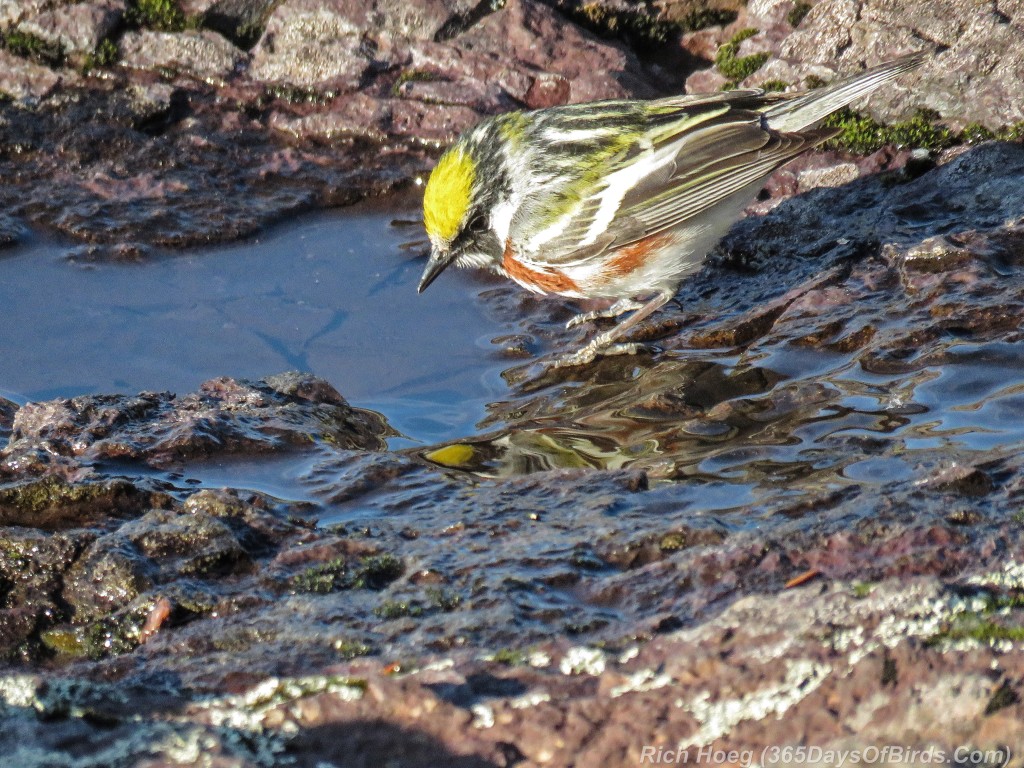 Y2-M05-20-Chestnut-Sided-Warbler-Puddle-Hunting-1