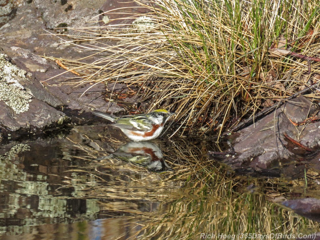 Y2-M05-20-Chestnut-Sided-Warbler-Puddle-Hunting-2-Reflection