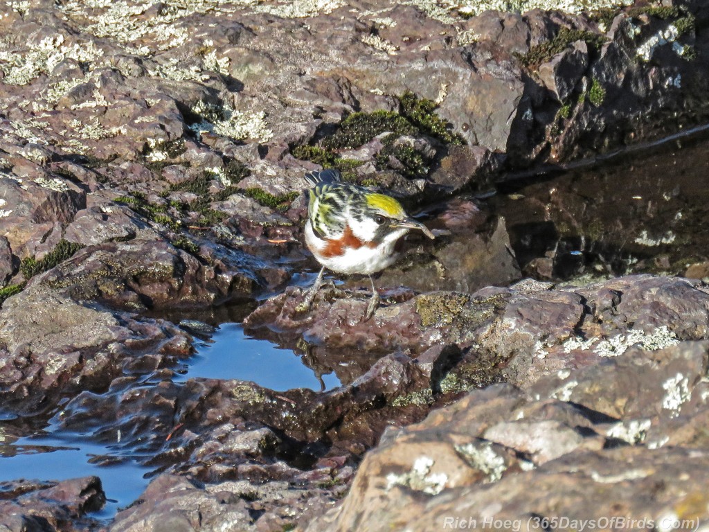 Y2-M05-20-Chestnut-Sided-Warbler-Puddle-Hunting-6