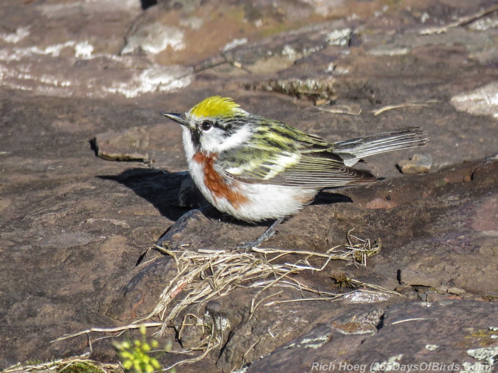 Y2-M05-20-Chestnut-Sided-Warbler-Puddle-Hunting-8-Shadow