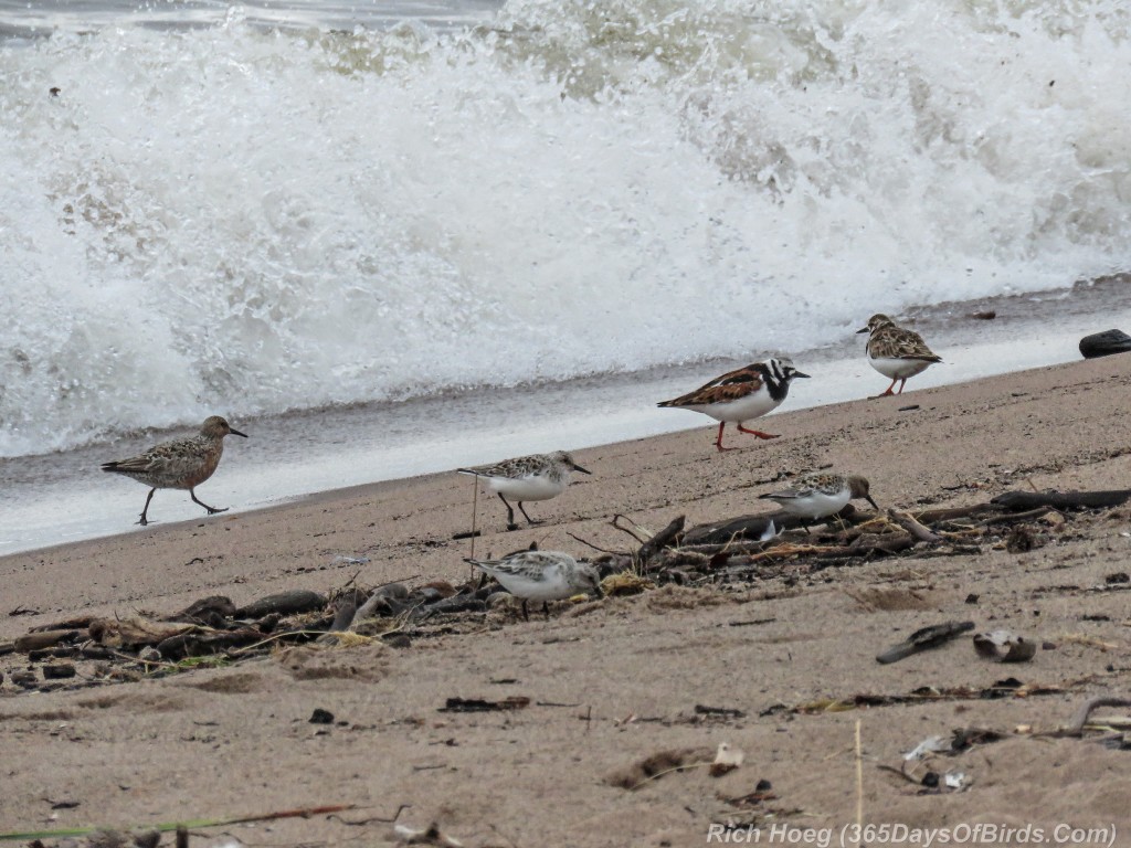 Y2-M05-29-Day-at-the-Beach-1-Red-Knott-and-Ruddy-Turnstone