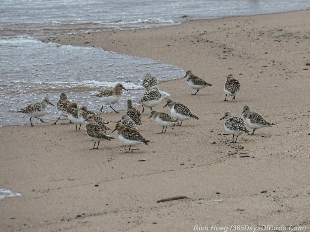 Y2-M05-29-Day-at-the-Beach-3-Sanderling-and-
