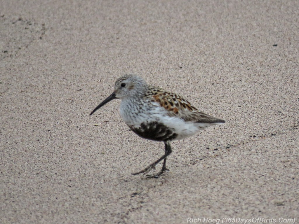 Y2-M05-29-Dunlin