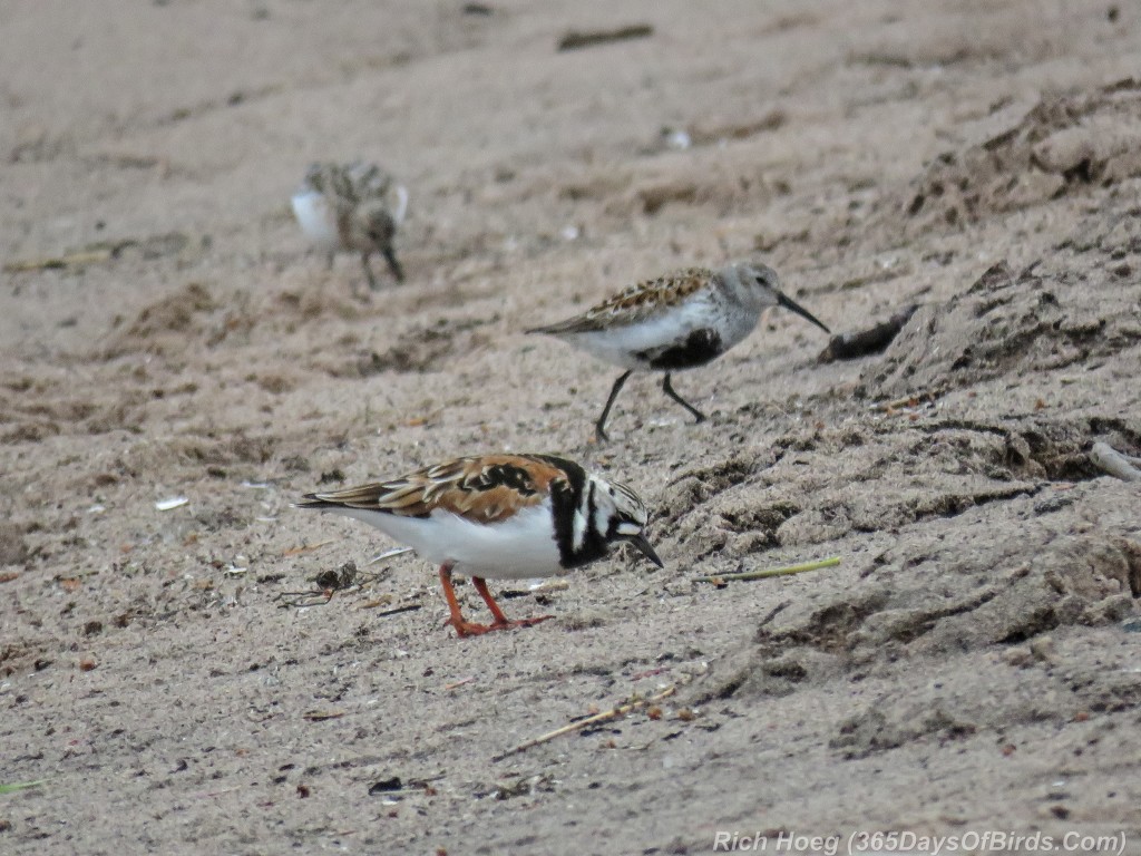 Y2-M05-29-Ruddy-Turnstone-and-Dunlin-2