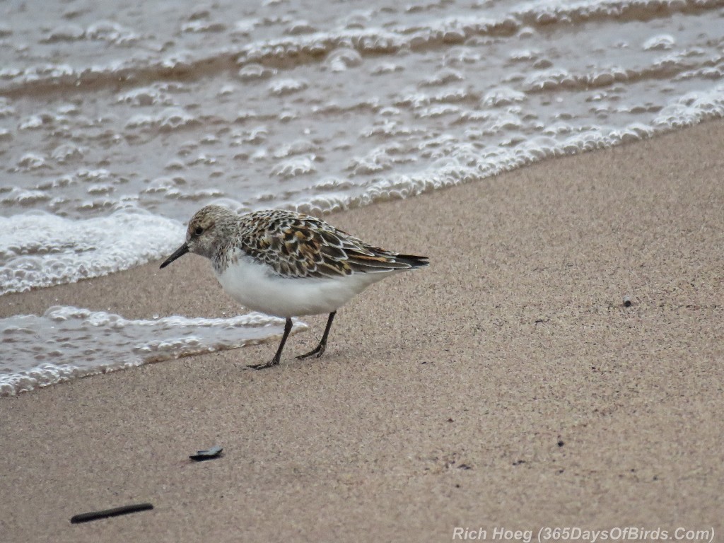 Y2-M05-29-Sanderling-1