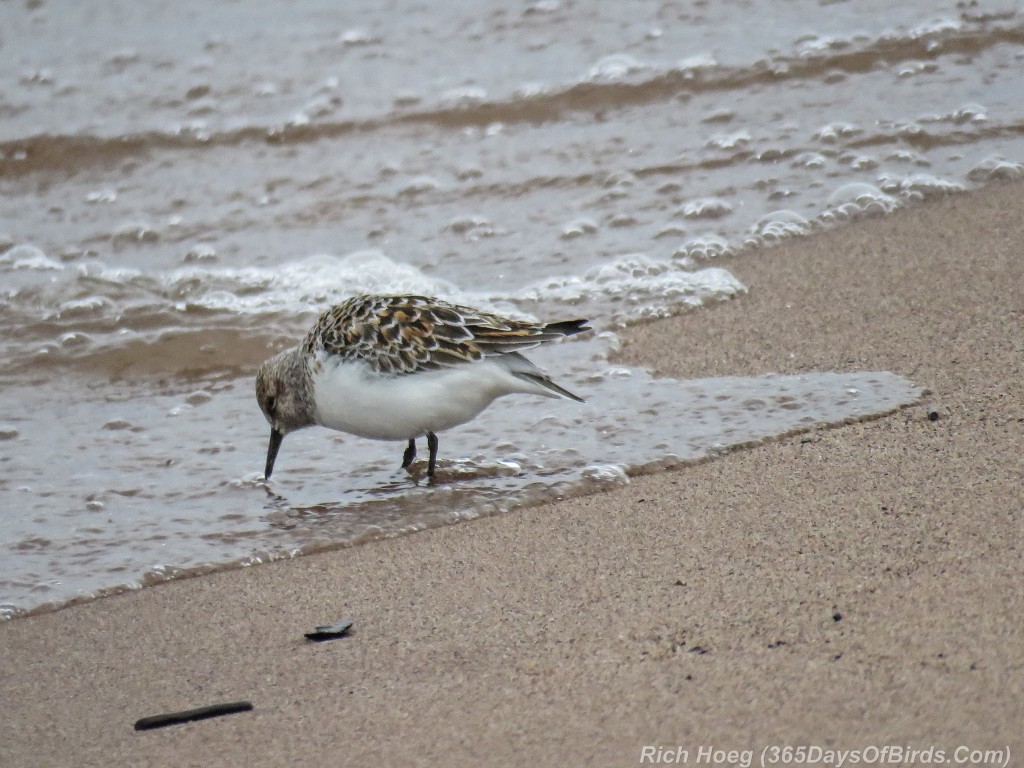 Y2-M05-29-Sanderling-2