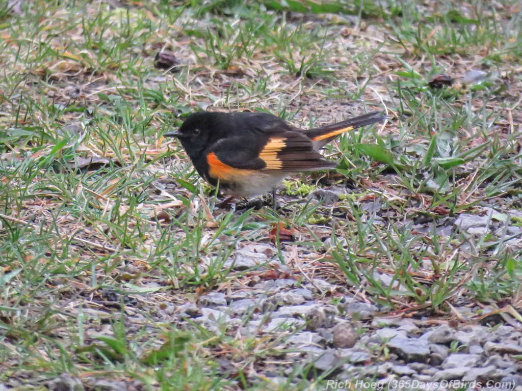 Y2-M05-American-Redstart-1