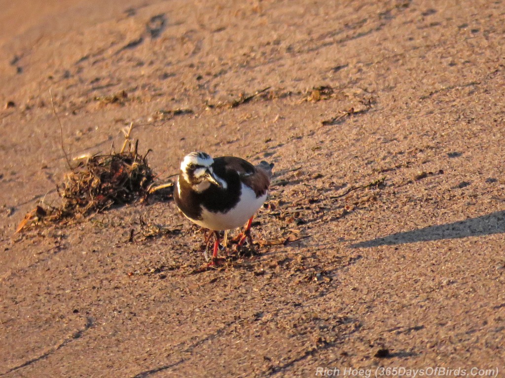 Y2-M05-Arctic-Shorebirds-01