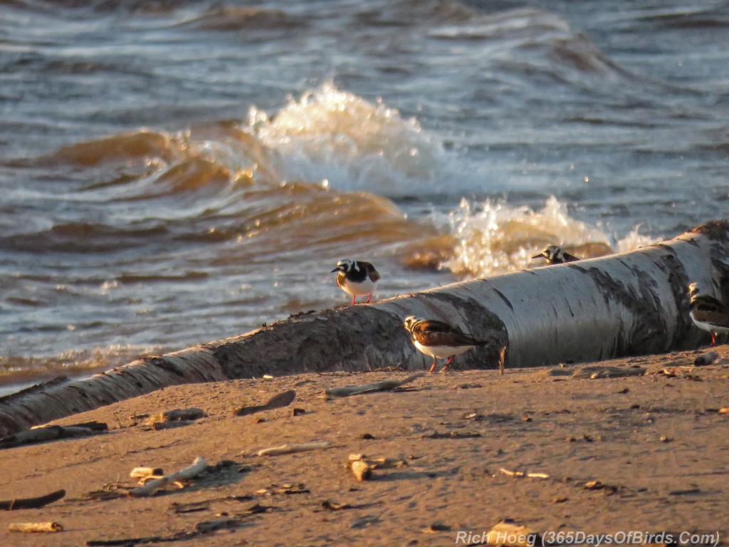 Y2-M05-Arctic-Shorebirds-03a