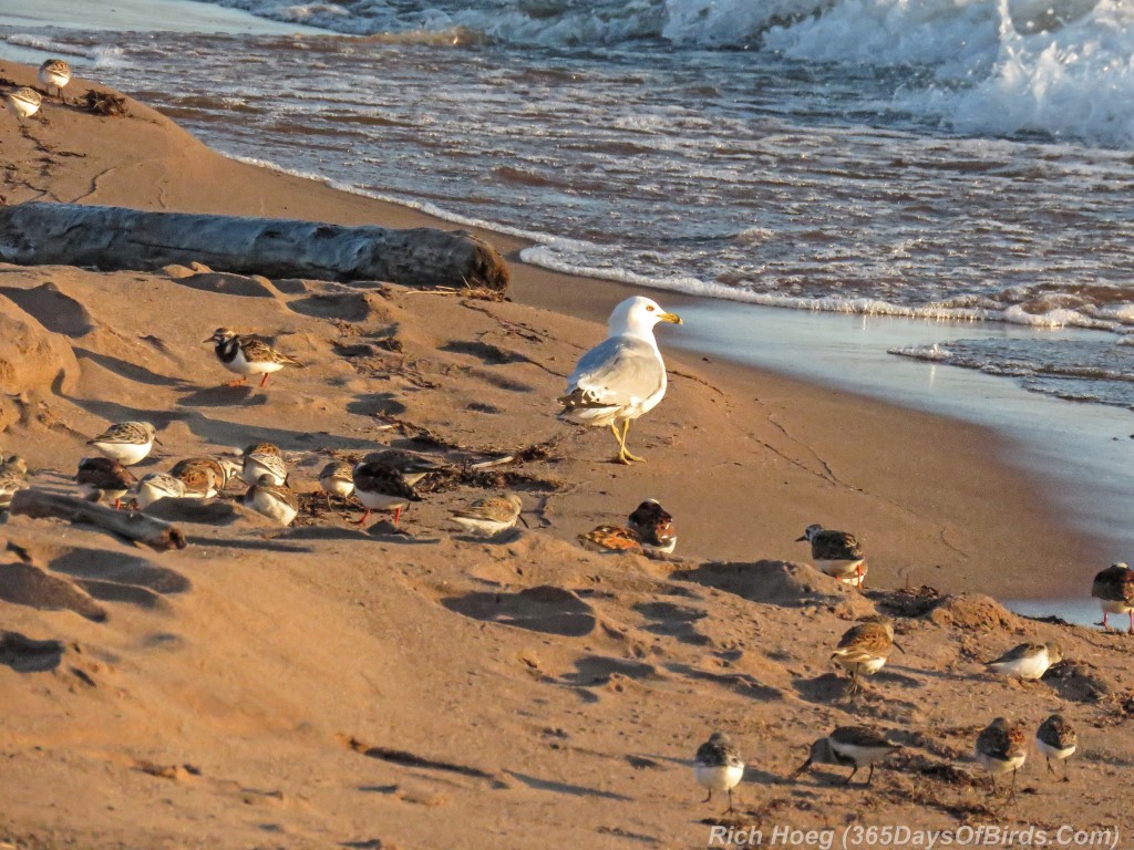 Y2-M05-Arctic-Shorebirds-04