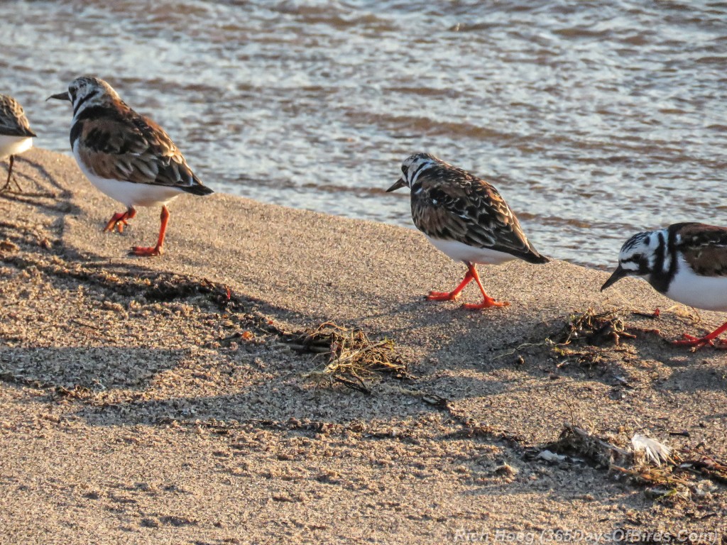 Y2-M05-Arctic-Shorebirds-05-Follow-the-Leader