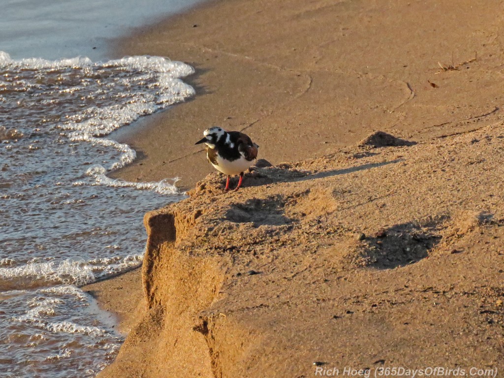 Y2-M05-Arctic-Shorebirds-06