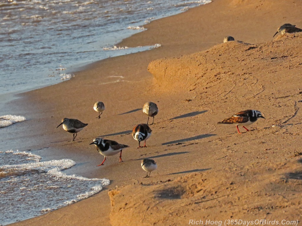 Y2-M05-Arctic-Shorebirds-07