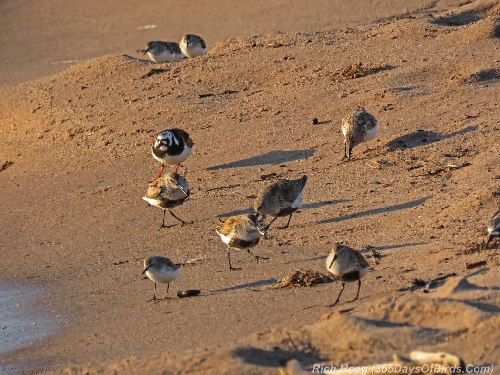 Y2-M05-Arctic-Shorebirds-09