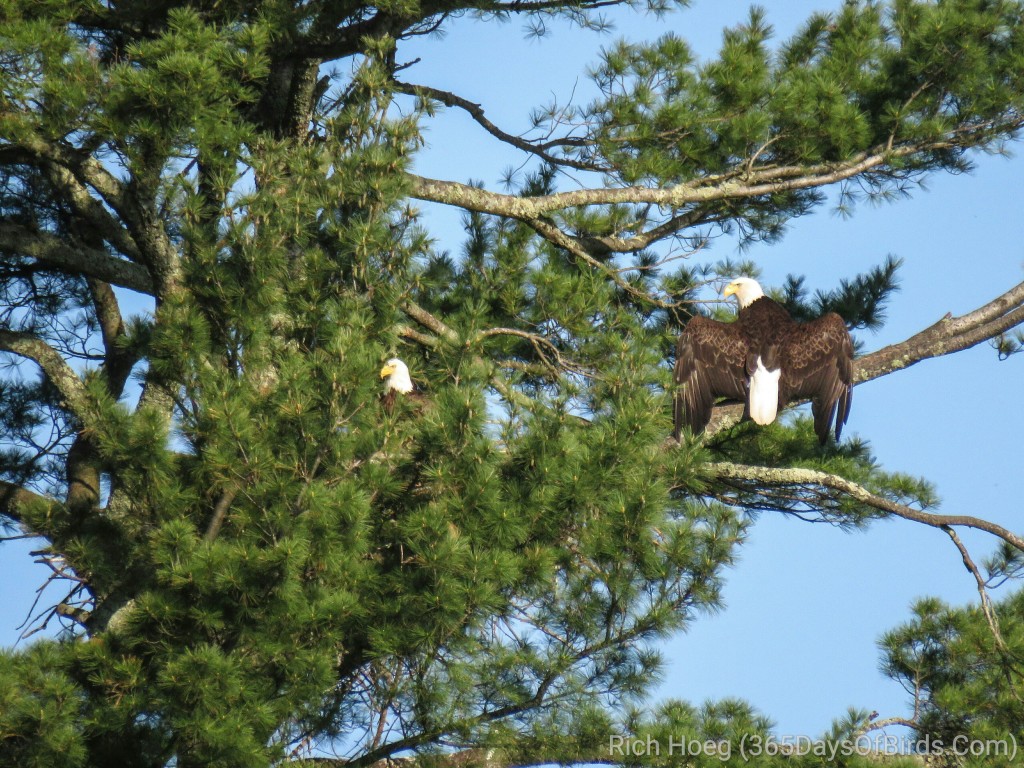 Y2-M05-Bald-Eagle-Couple