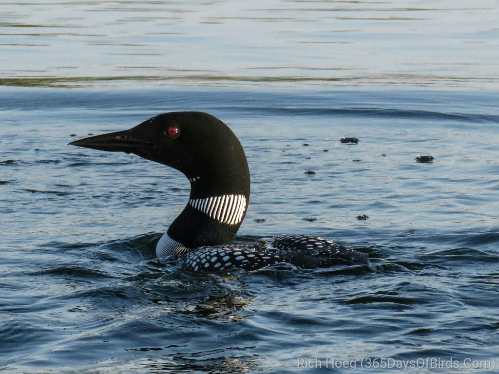 Y2-M05-Common-Loon-Droplets