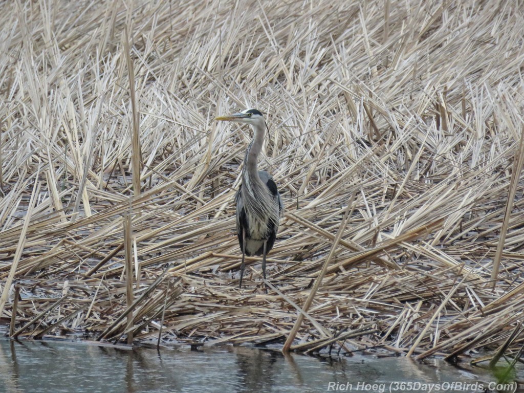 Y2-M05-Great-Blue-Heron