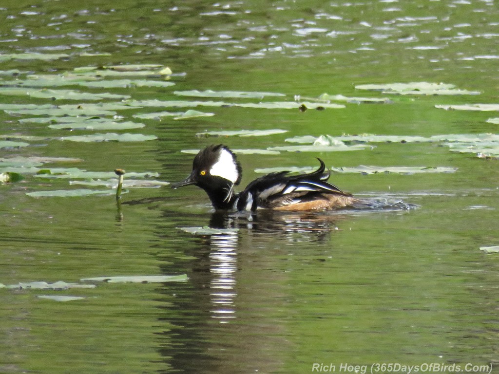 Y2-M05-Hooded-Merganser-2a