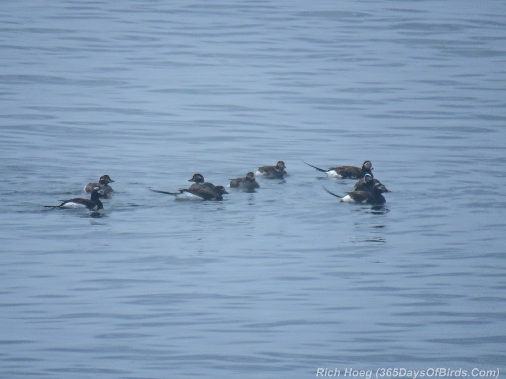 Y2-M05-Long-Tailed-Ducks-2