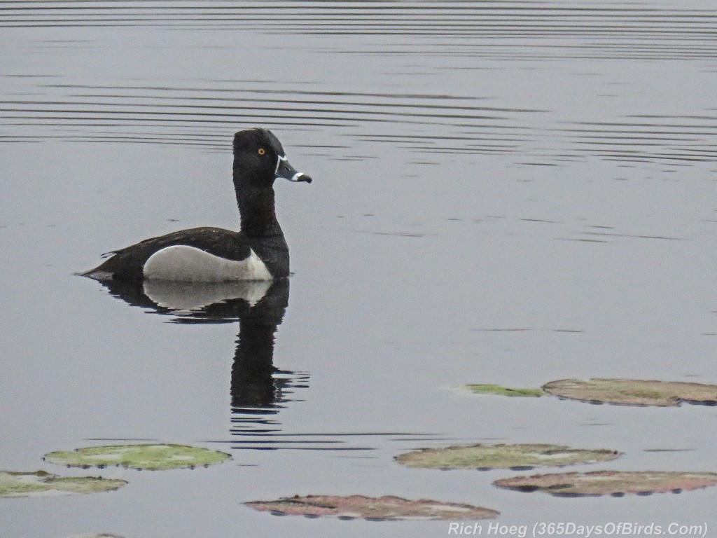 Y2-M05-Ring-Necked-Duck