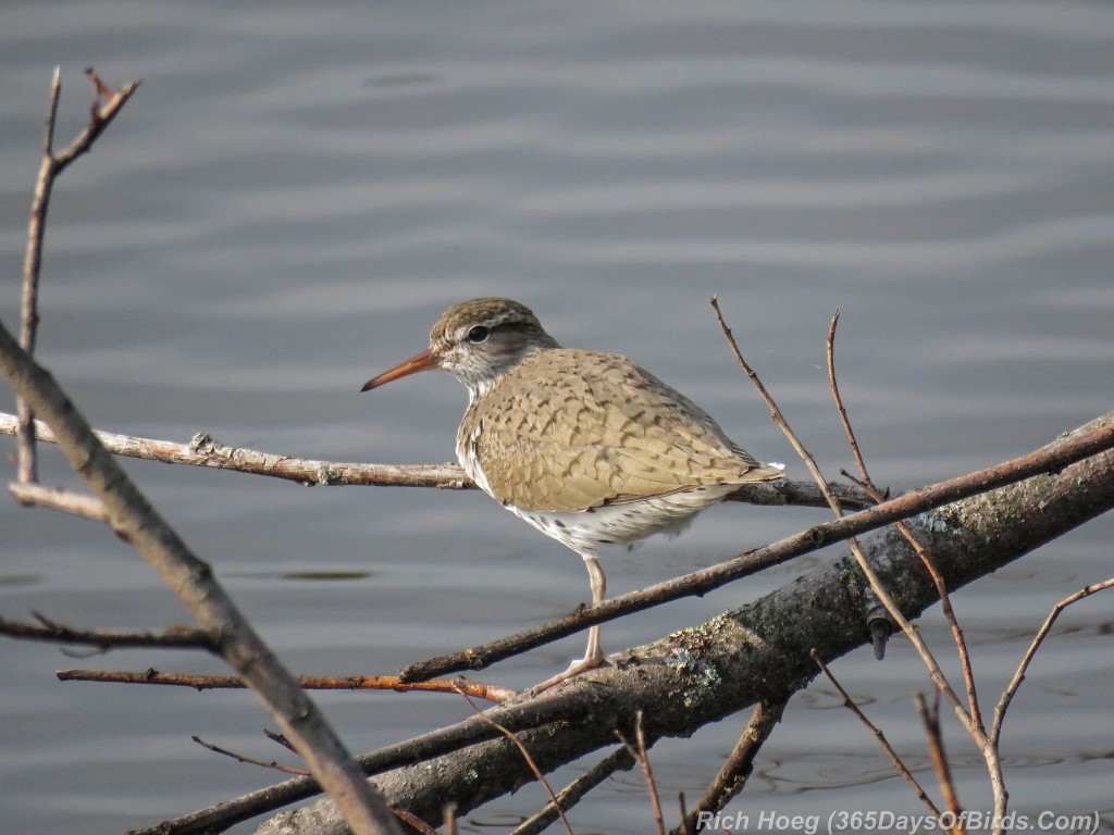 Y2-M05-Spotted-Sandpiper-1a