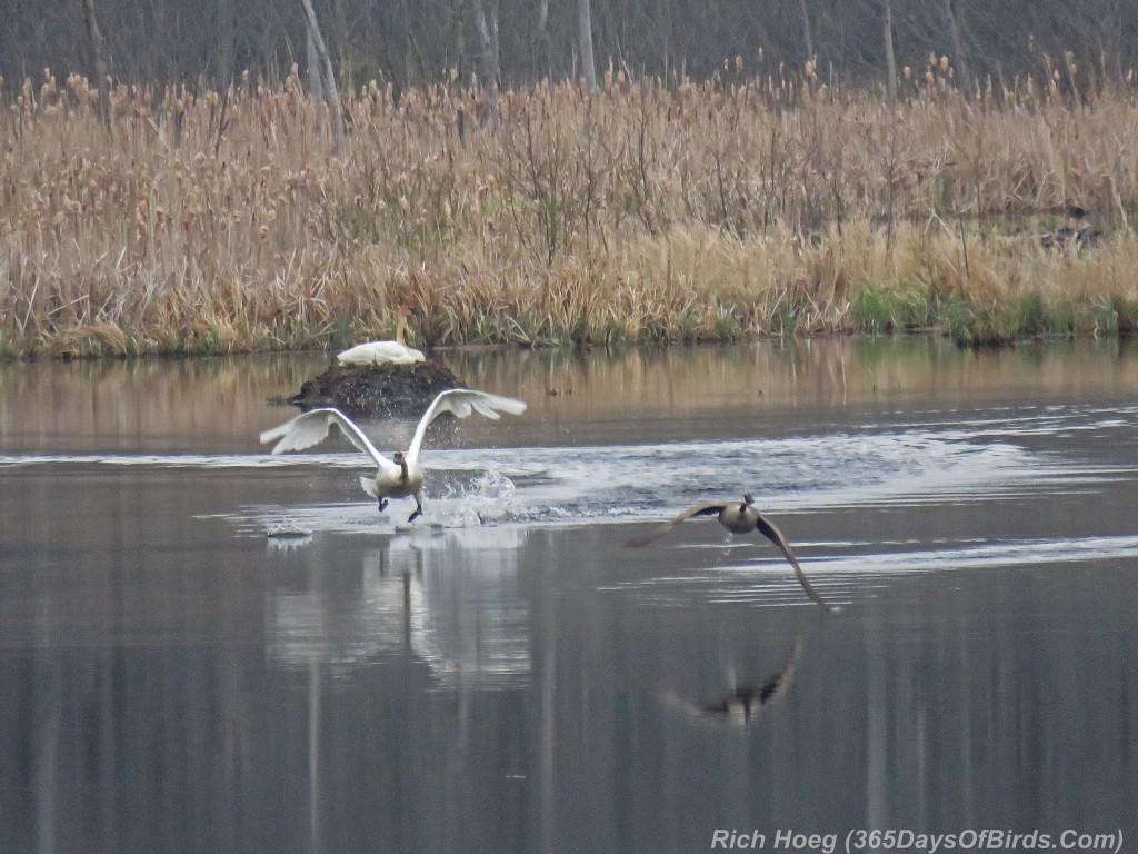 Y2-M05-Trumpeter-Swan-Attack-Canada-Goose-2