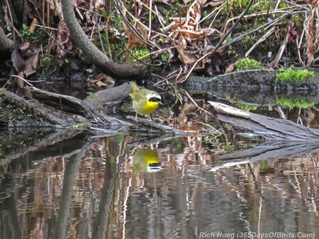 Y2-M05-Yellow-Throat-1