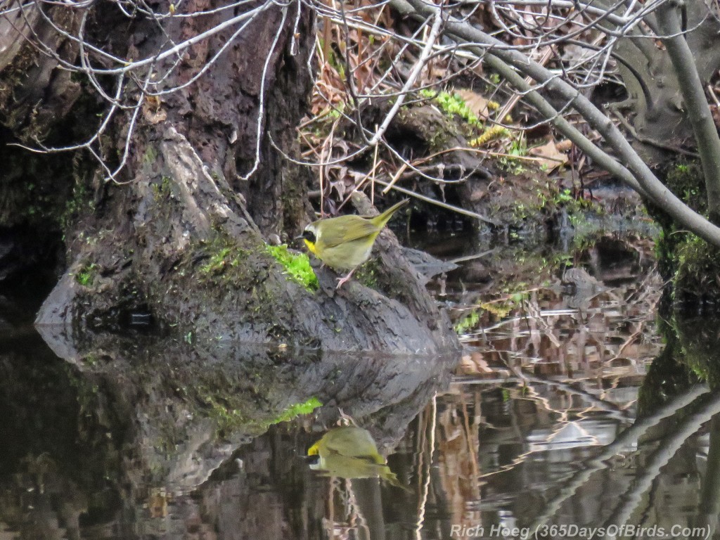 Y2-M05-Yellow-Throat-2