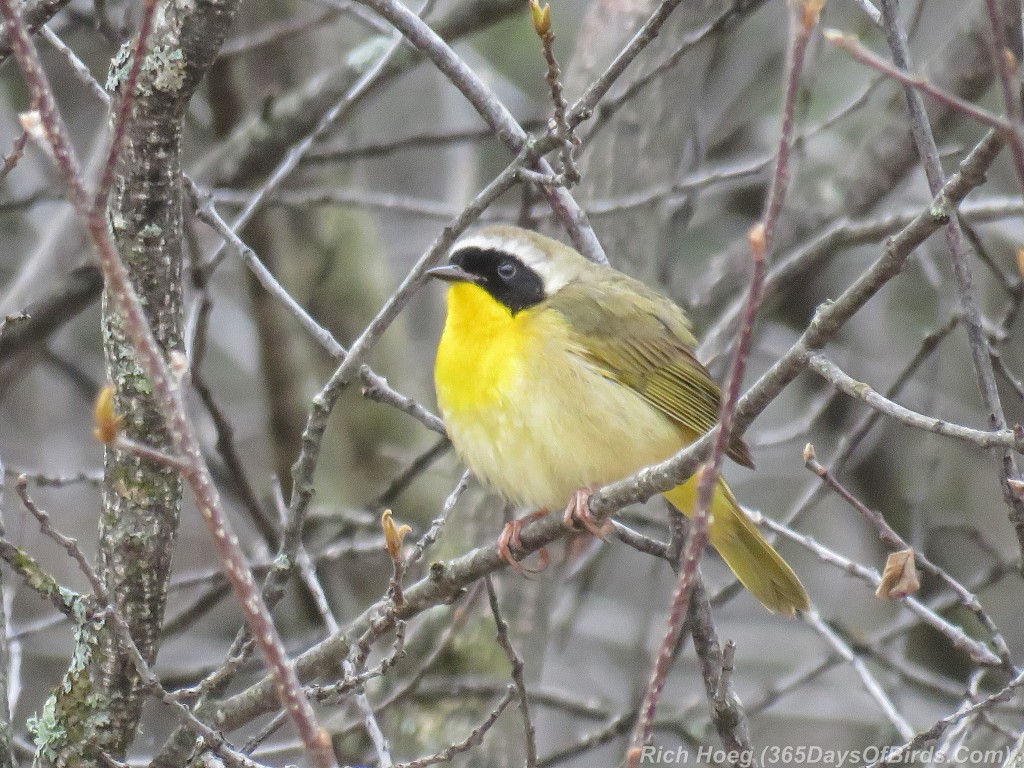 Y2-M05-Yellow-Throat-3