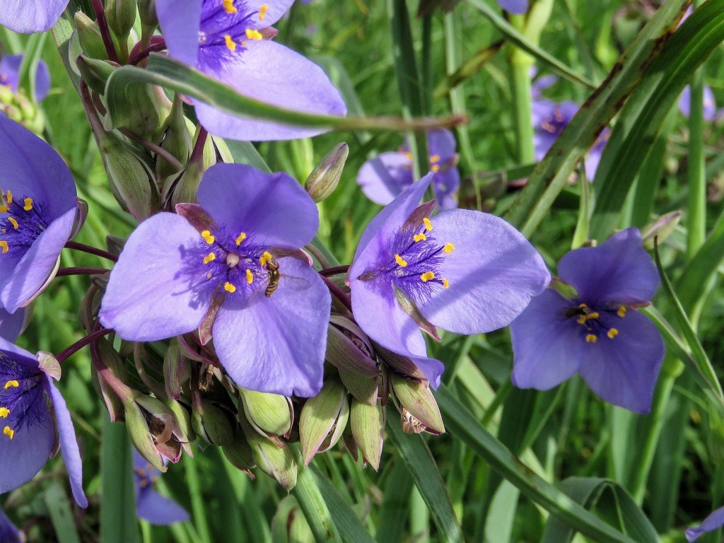 Lavendar-Flowers-Honey-Bee