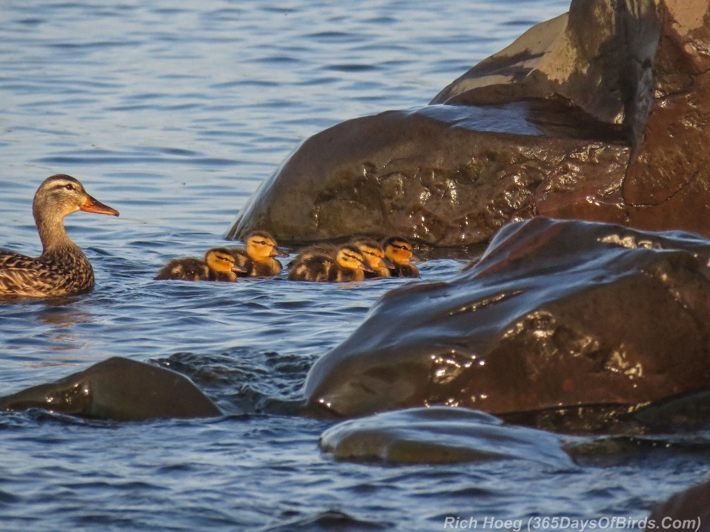 Mallard-Family-at-Sunrise