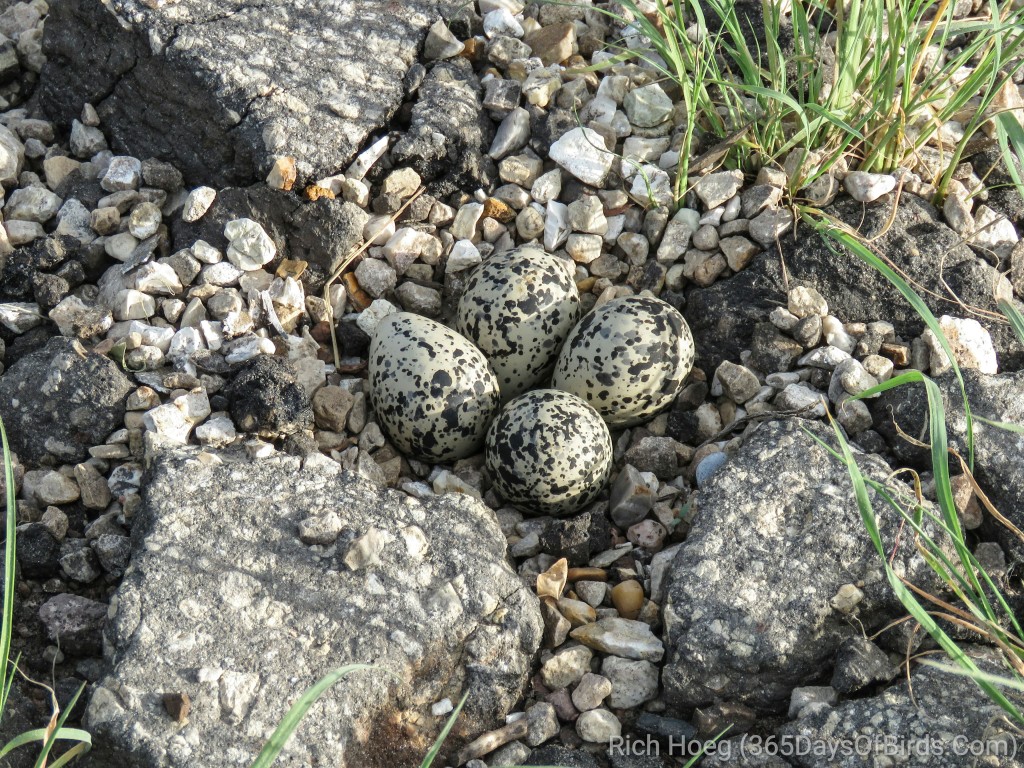 Prairie-du-Chien-Shunted-Aside-Killdeer-Eggs_wm
