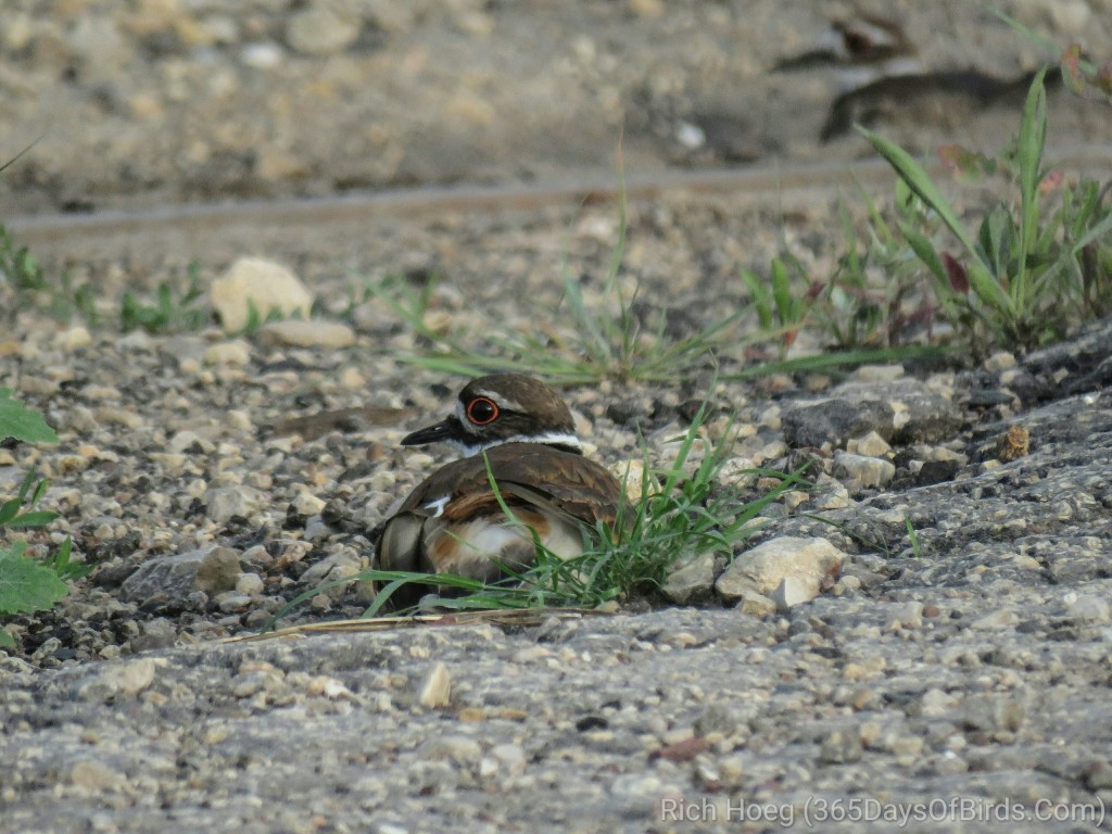 Prairie-du-Chien-Shunted-Aside-Killdeer-X2_wm