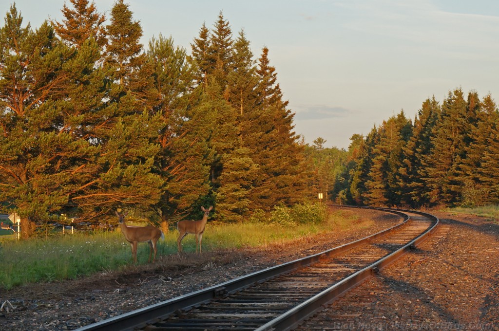 Sunrise-Deer-Tracks-3