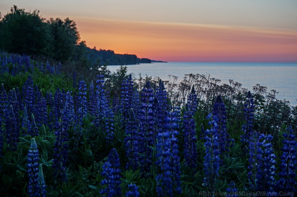 Sunrise-Lupines-1a