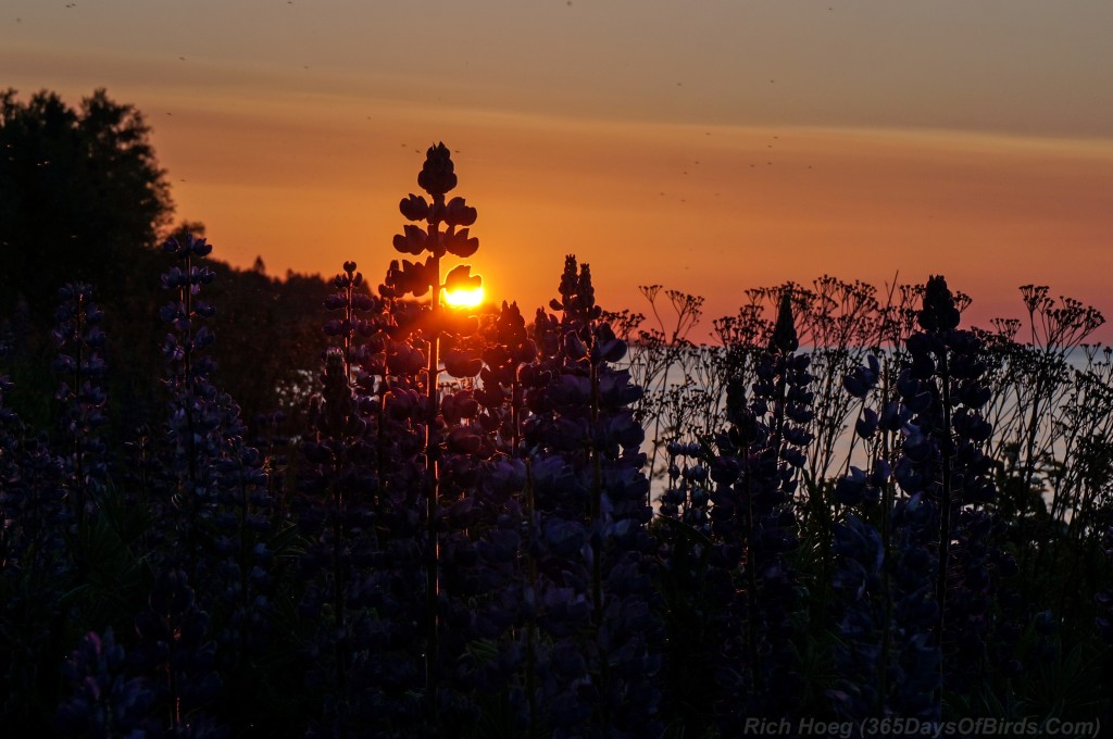 Sunrise-Lupines-2a