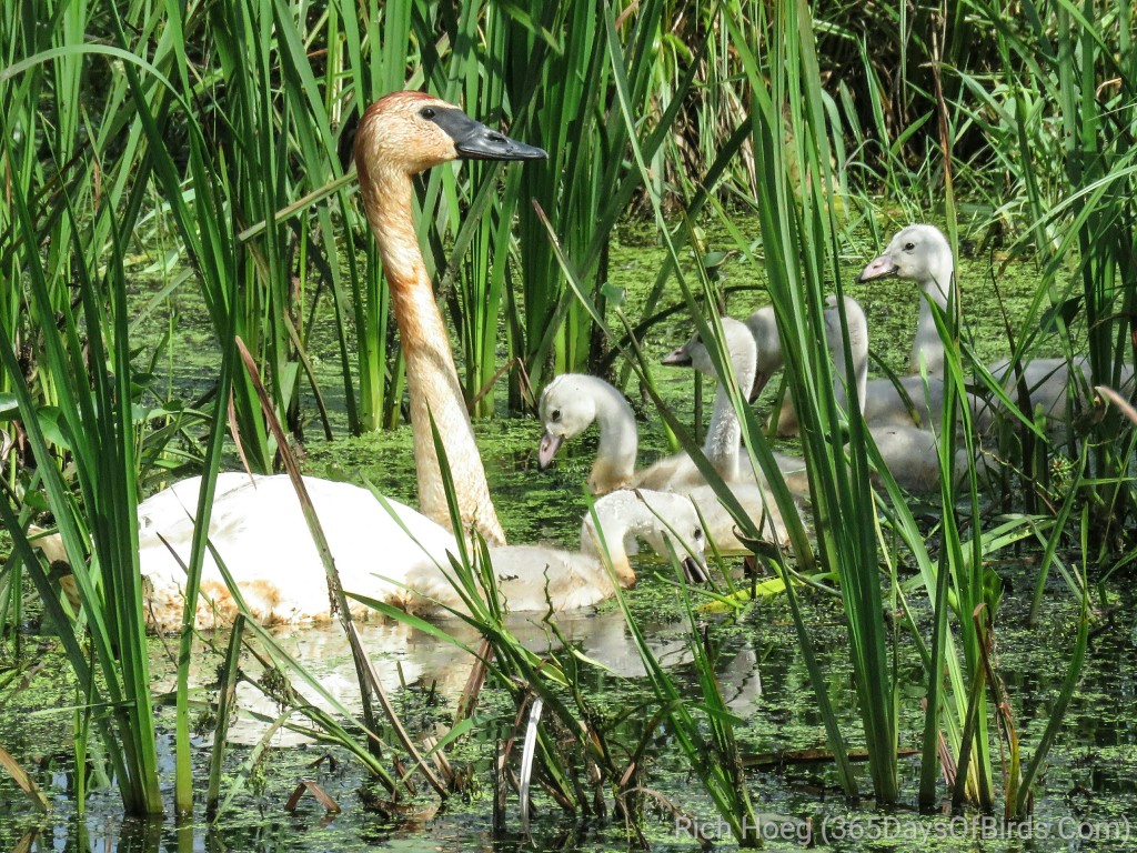 Trumpeter-Swan-Family-01-edited-01_wm