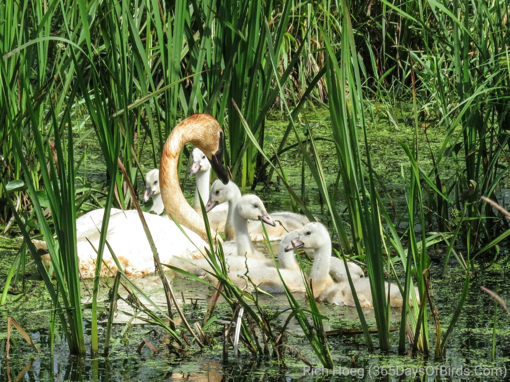 Trumpeter-Swan-Family-02-edited-01_wm