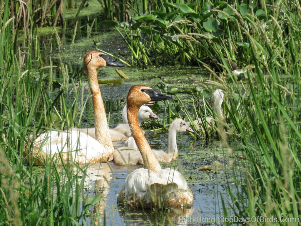 Trumpeter-Swan-Family-03-edited_wm