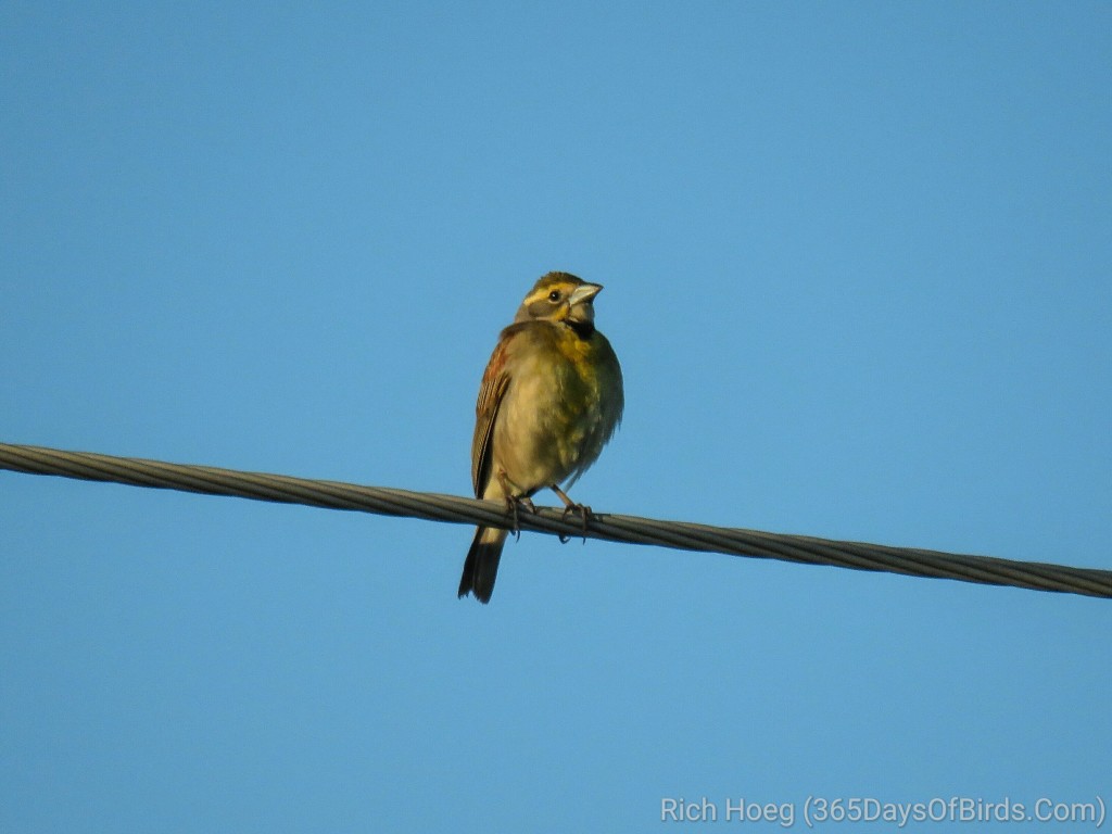 Wisconsin-River-Meadow-Eastern-Dickcissel-1_wm