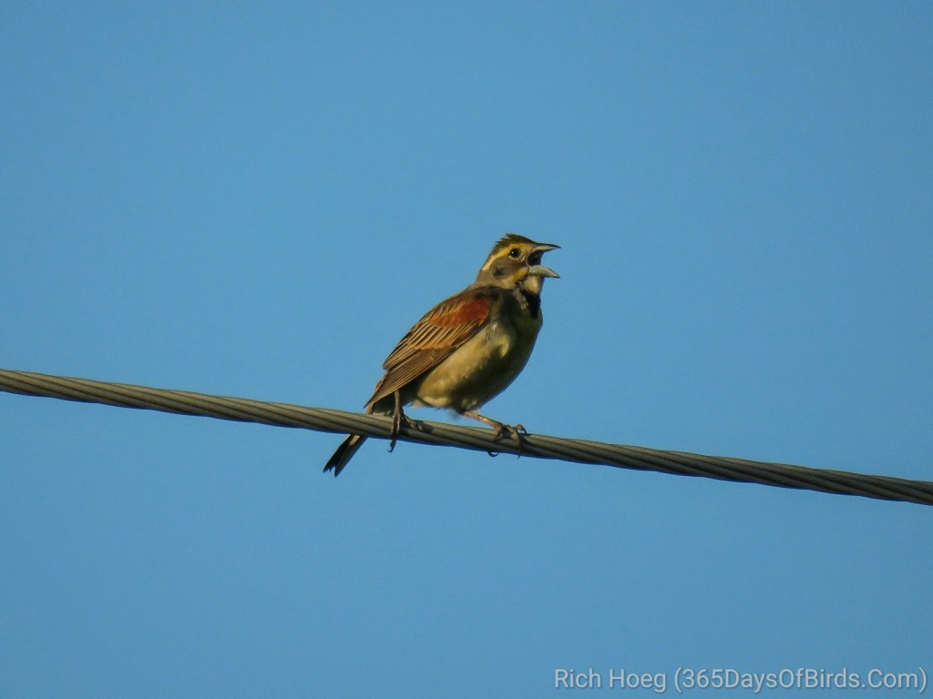 Wisconsin-River-Meadow-Eastern-Dickcissel-2_wm