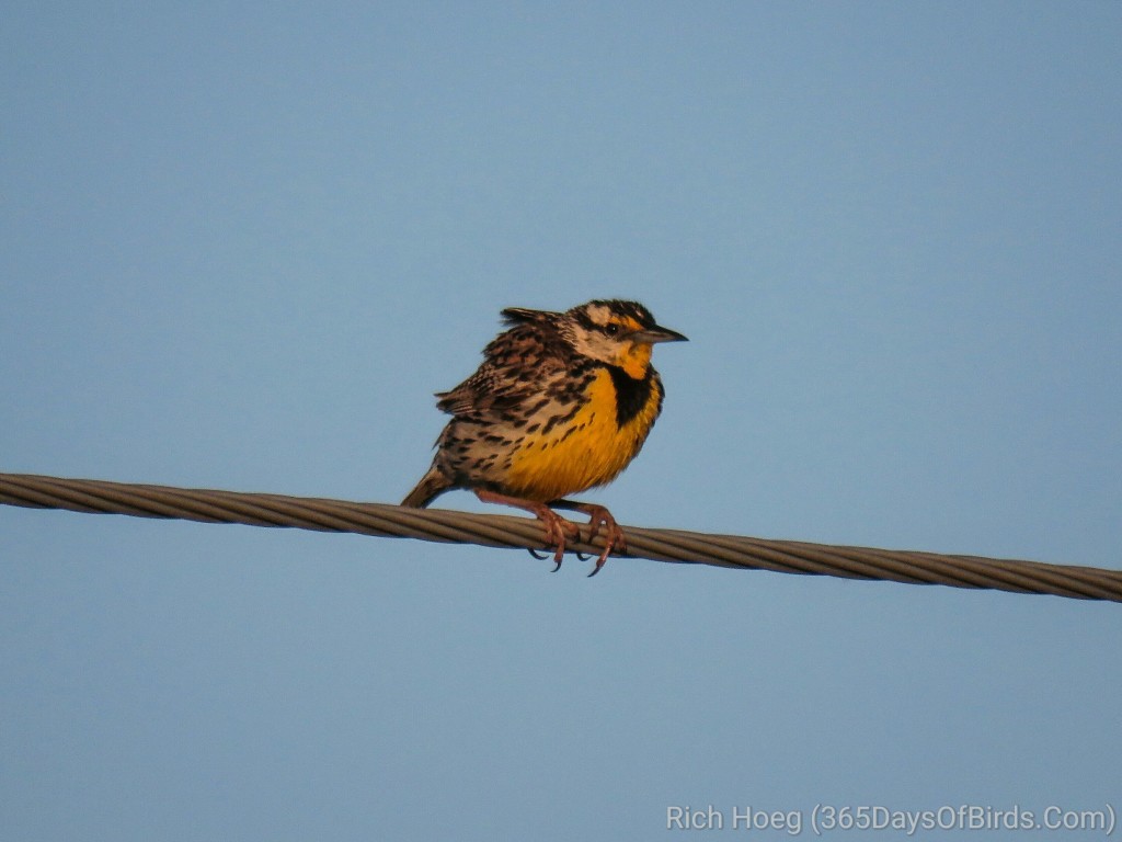 Wisconsin-River-Meadow-Eastern-Meadowlark-1_wm