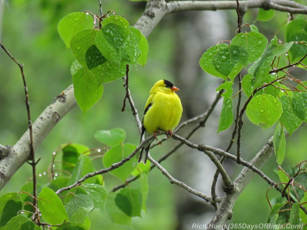 Y2-M05-American-Goldfinch-After-The-Storm